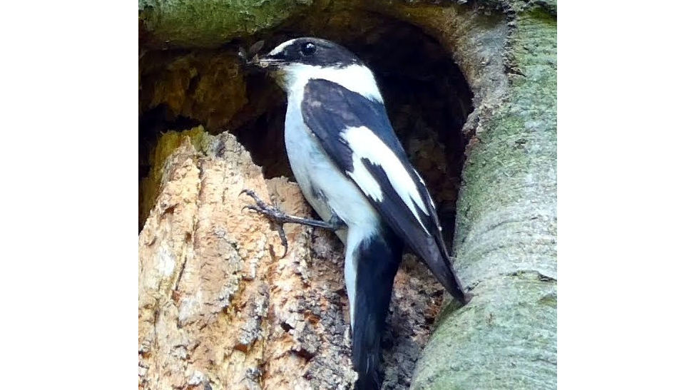 Collared Flycatcher (Ficedula albicollis)